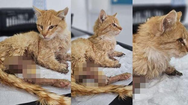 Kayseri'de 3 ayağı kesilmiş halde bulunan kedi öldü
