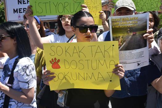 Sivas'ta hayvanseverlerden 'kısırlaştırma' çağrısı