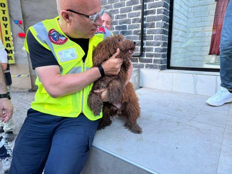 İstanbul - Küçükçekmece'de enkazdan köpek 'cookie' de kurtarıldı