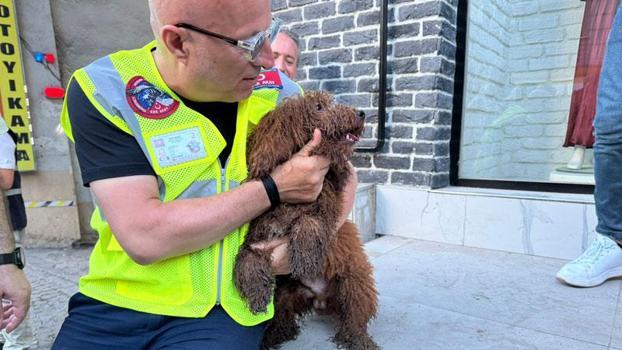 Küçükçekmece'de enkazdan köpek 'cookie' de kurtarıldı