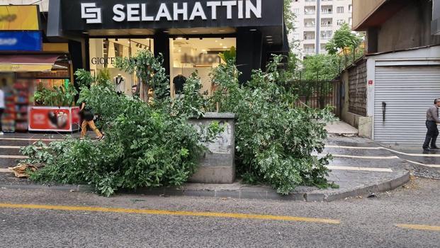 Diyarbakır'da kuvvetli rüzgarda ağaç devrildi