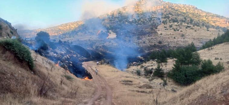 Derik'te 3 ayrı noktada yangın çıktı; 7 hektar orman ve 250 dönüm ekili tarla yandı