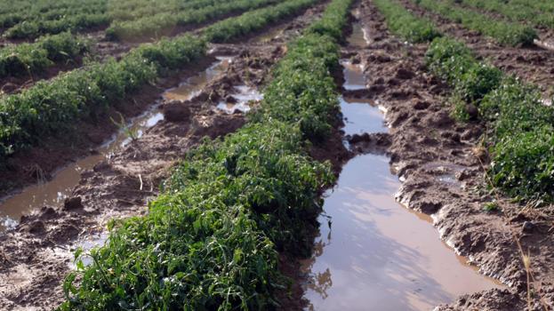 Bingöl’de sağanak ve dolu etkili oldu; ekili araziler zarar gördü