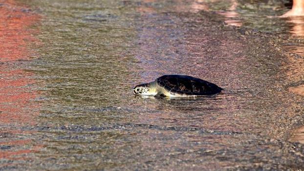 Ağa takılıp boğulma tehlikesi geçiren üreme dönemindeki deniz kaplumbağası, tedavi edilip denizle buluşturuldu