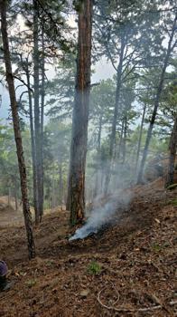 Aydın’da ormanda 5 ayrı yere düşen yıldırım yangılara neden oldu