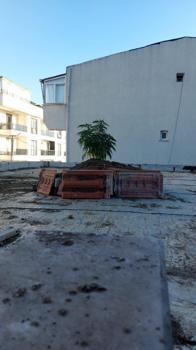 İstanbul- Büyükçekmece'de çatıda kenevir yetiştiren şüpheli yakalandı