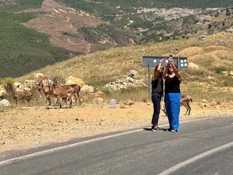 Yaban keçilerinin insanlara alıştığı Tunceli'de uzmanından 'ölümcül' uyarı
