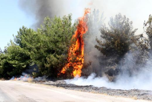 Antalya'da orman yangını (2)