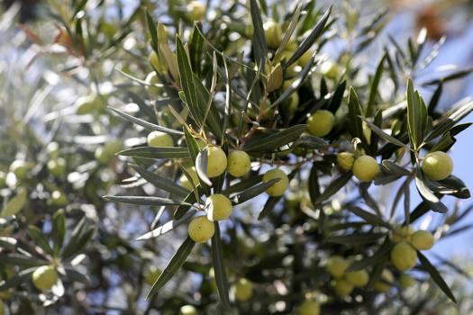 2 anıt zeytin ağacından 70 kilo rekolte beklentisi