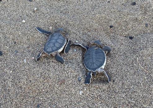 Kum zambakları ve Caretta Carretalar için imza kampanyası