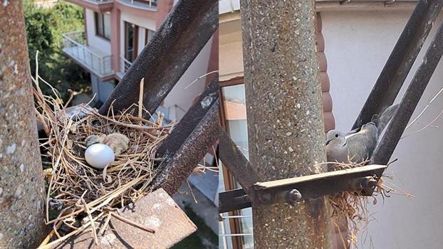 Elektrik direğindeki kumru yuvası nedeniyle çalışma ertelendi