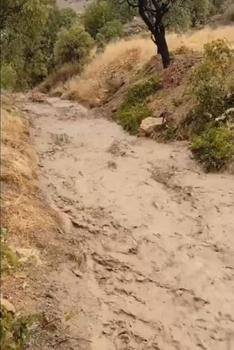 Elazığ’da sağanak ve dolu kayısı bahçelerine zarar verdi