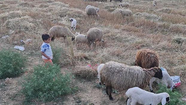 Kadirli’de küçükbaş ve büyükbaşlara 'mavi dil' karantinası