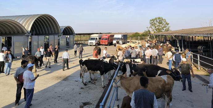 Keşan'da çiçek ve şarbon hastalığı nedeniyle hayvanların meraya çıkartılması yasaklandı