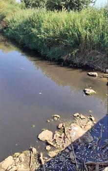 Gediz Nehri'nde balık ölümleri / Ek Fotoğraflar