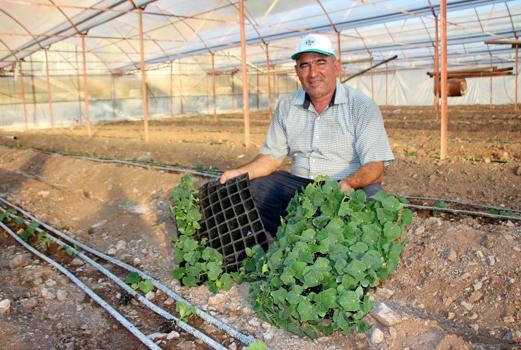 Kökce: Kumluca'da domates üretimi azaldı