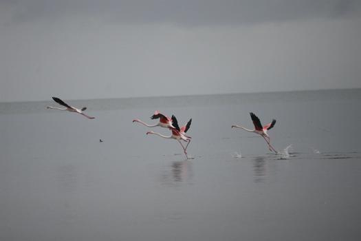 Göç yolundaki flamingolar İznik Gölü’nde konakladı