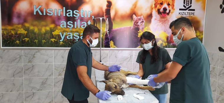 Mardin'de sokak köpeğinin kırılan ayağı alçıya alındı