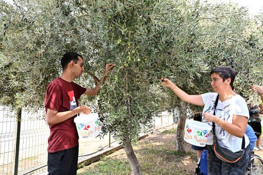 Özel çocuklardan bahçeden sofraya zeytin üretimi