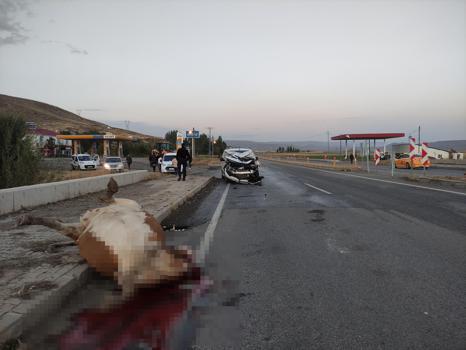 Hafif ticari aracın çarptığı inek öldü, 1 kişi yaralandı