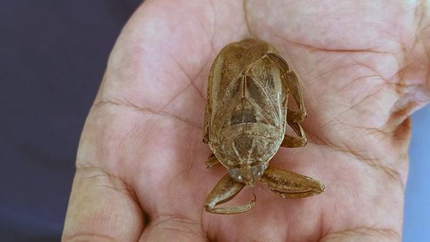 Tatlı sularda rastlanan 'parmak kopartan böcek', ilk kez deniz kıyısında görüldü