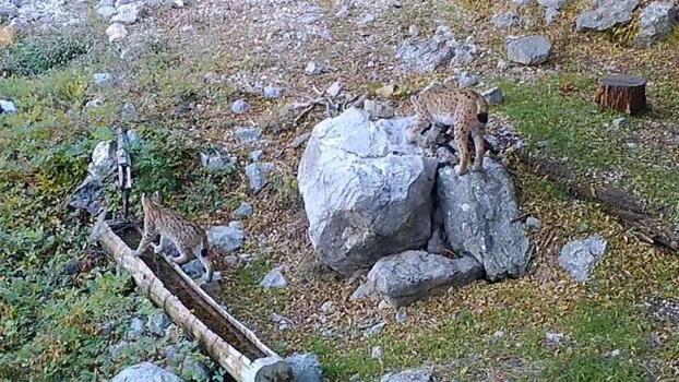 Yavru vaşaklar fotokapana yansıdı