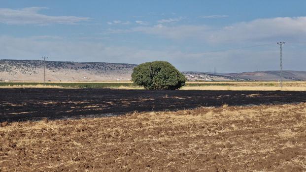 Diyarbakır'da anız yangınında 70 dönümlük arazi zarar gördü