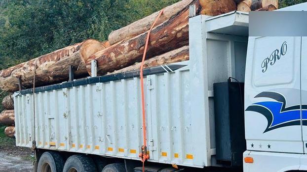 Bolu’da ormanda 1000 ağacın kaçak kesildiği iddiasıyla soruşturma