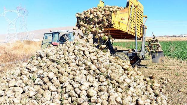 Çiftçi sulama yöntemini değiştirdi, şeker pancarında rekolte arttı