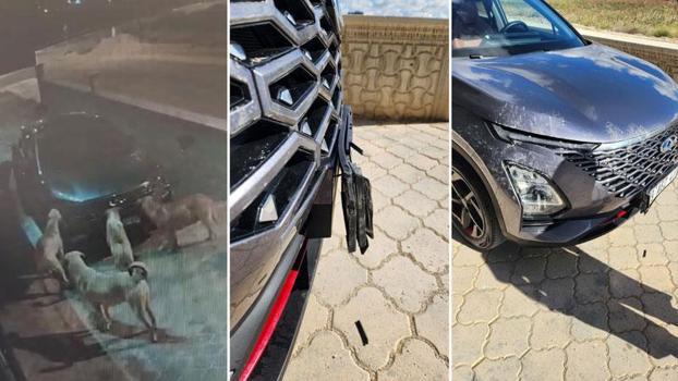 Başıboş köpekler, park halindeki otomobile zarar verdi