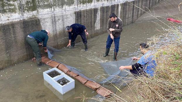 Su seviyesi düşen kanaldaki 3 bin yavru balık kurtarıldı