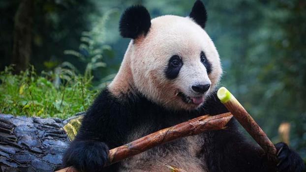 Belçika'daki panda yavruları Çin'e dönüyor