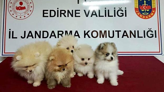 Edirne'de yurt dışından kaçak sokulan 5 cins yavru köpek ele geçirildi