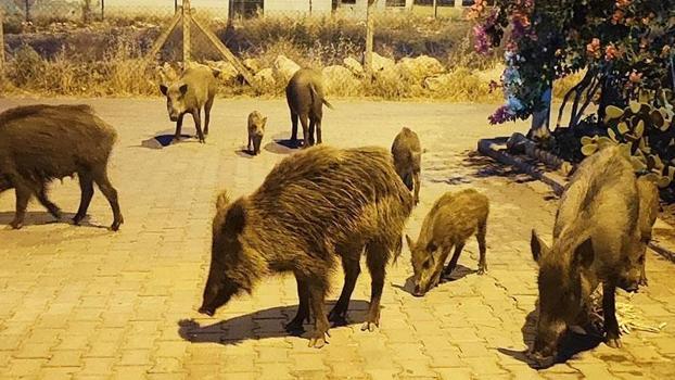 Didim'de aç kalan yaban domuzları şehre indi, o anlar kamerada