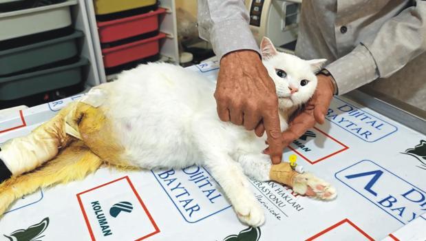 9'uncu kattan düşen kedisinin tedavisi için 400 kilometre yol gitti