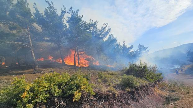 Hatay'da orman yangını (3)