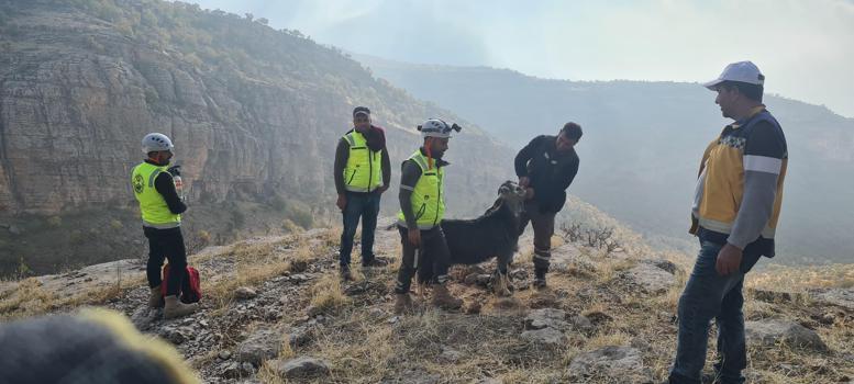 Siirt’te, uçurumda mahsur kalan keçi 2 saatte kurtarıldı