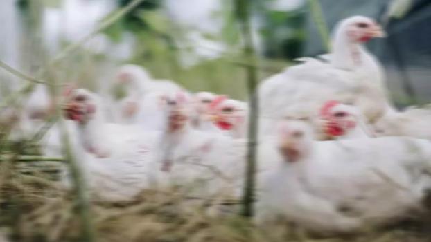 'Kuş gribinde insanlar için risk yok'