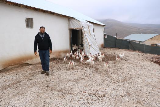 Hobi amaçlı 10 tavuk aldı, 3 yılda hayvan sayısını bine çıkarıp organik yumurta üreticisi oldu