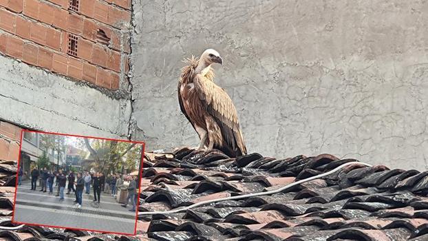 Çatıya konan akbabayı görüntülemek için yarıştılar