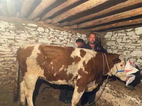 Manisa'da satıldığı çiftlikten kaçan inek, 42 gün sonra Denizli'de bulundu