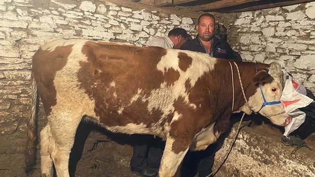 Manisa'da satıldığı çiftlikten kaçan inek, 42 gün sonra Denizli'de bulundu