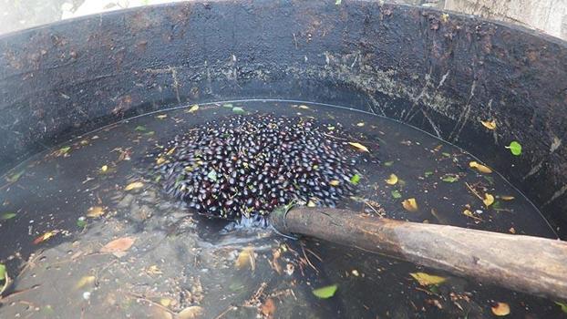 Doğada kendiliğinden yetişiyor, yağı 400 liraya satılıyor