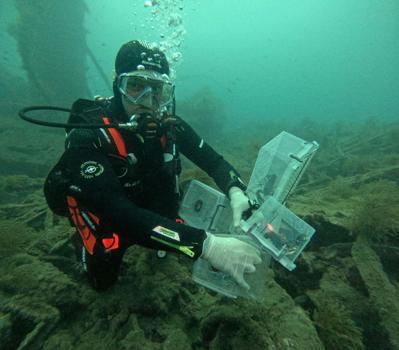 Çanakkale'de tarihi batığa 400 ıstakoz yavrusu salındı