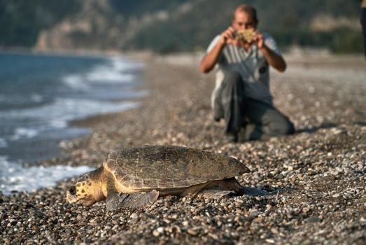 Antalya'daki kumsallarda deniz kaplumbağası rekoru; 458 bin 714 yavru denize ulaştı