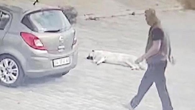 Köpeğin üzerinden geçip yoluna devam etti; o anlar kamerada