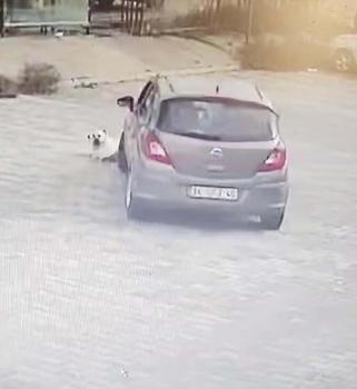 Yolda yatan köpeği ezen sürücü yakalandı