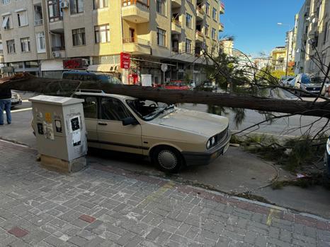 Silifke’de fırtına nedeniyle ağaç devrildi