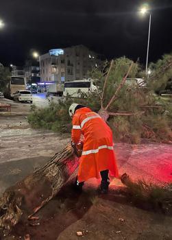 Antalya'da fırtına ağaçları devirdi, seraları yıktı (2)