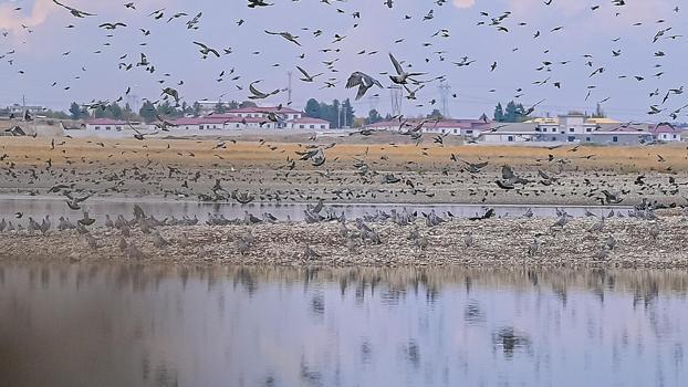 Diyarbakır'da Kabaklı Göleti’nde binlerce kuşun bir arada uçuşu kamerada